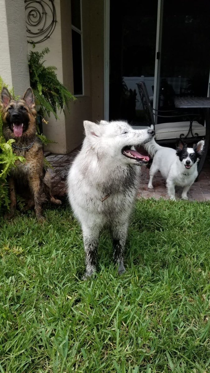 ImmortanSpoon's tweet photo. @Mythical 3 for 1 Rhett and Link. From left to right  Athena. Winter. Titan. #GMMReadyPetGo https://t.co/ugm0zkcJPS