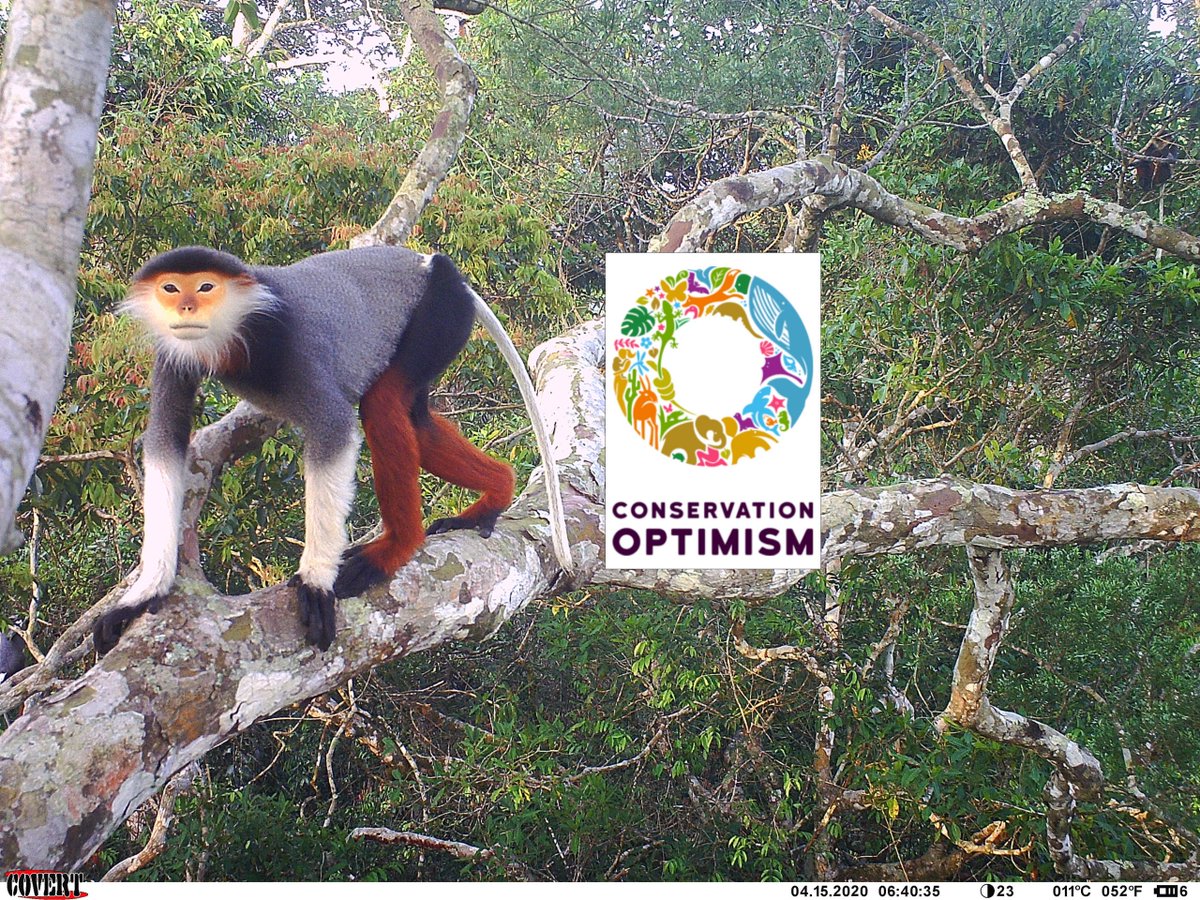 A guest blog for "Conservation Optimism": The power of wildlife photos is reason for optimism - conservationlaos.com/a-guest-blog-f…