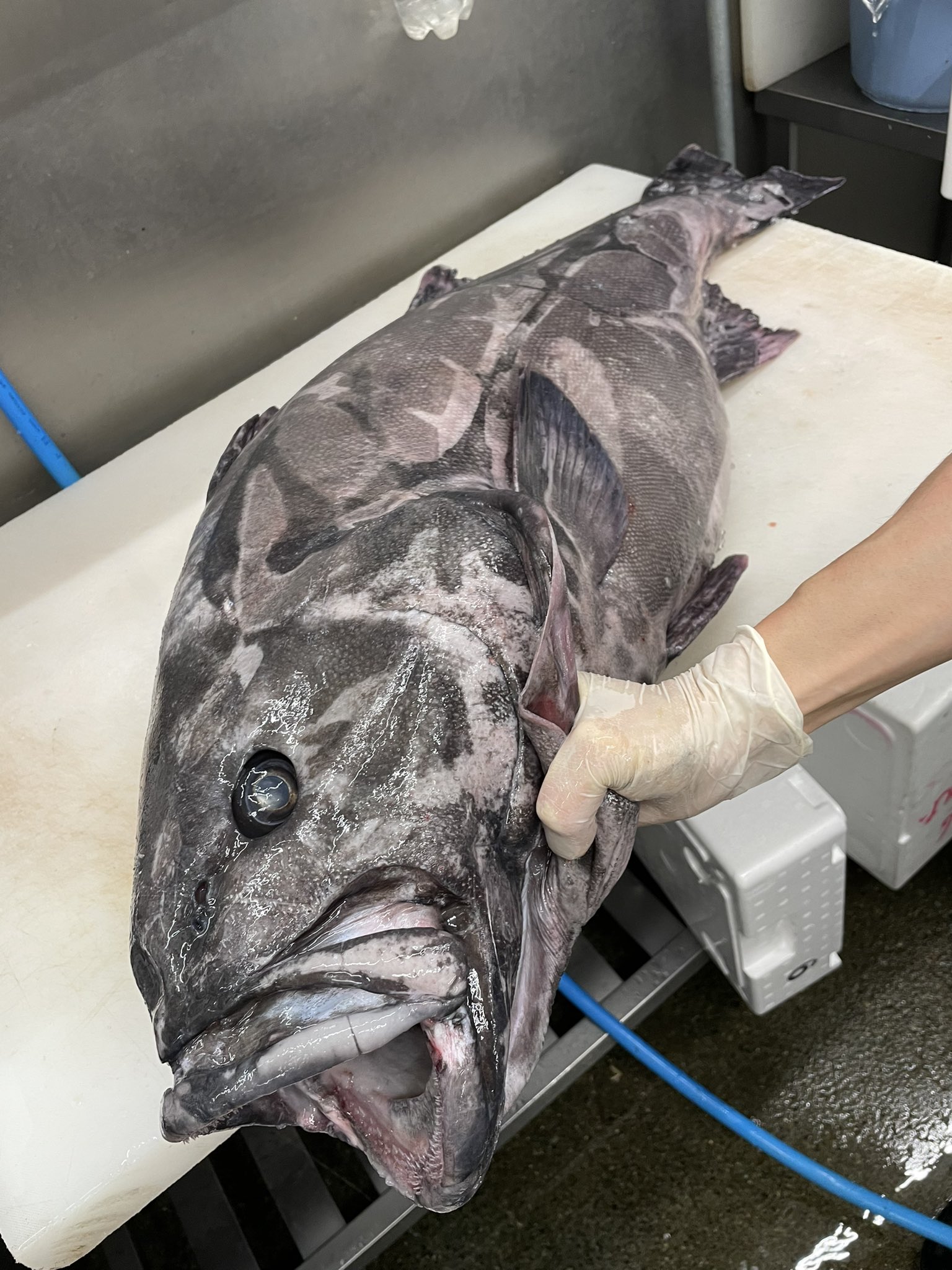 レアな魚 Twitter Search Twitter