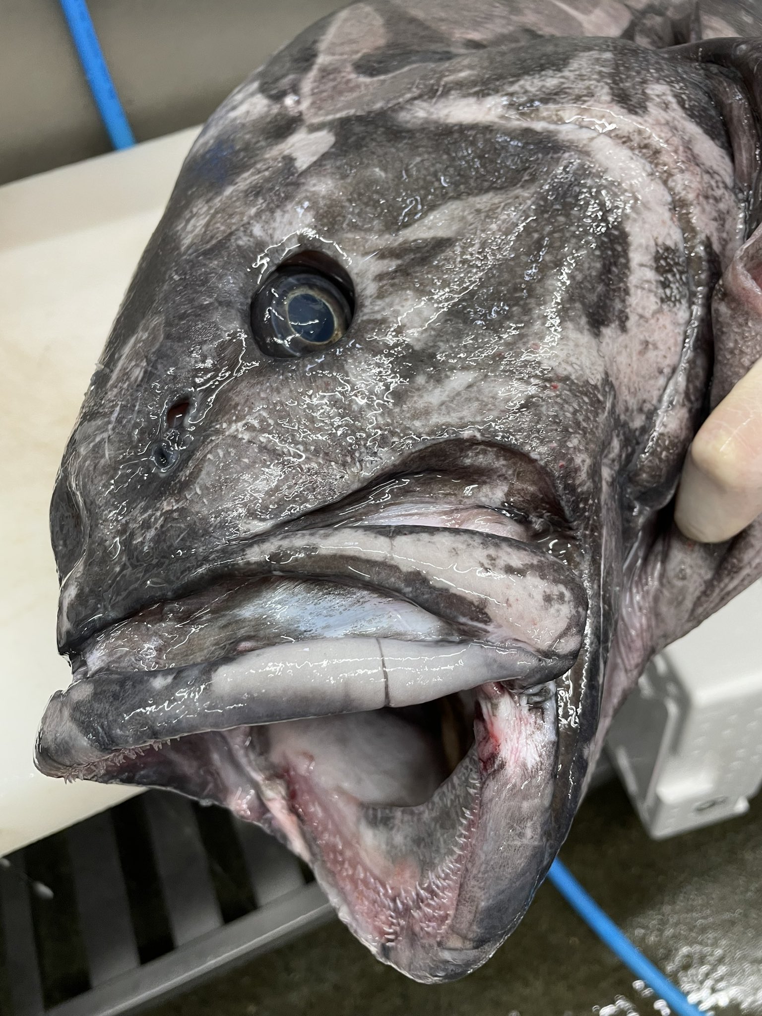 レアな魚 Twitter Search Twitter