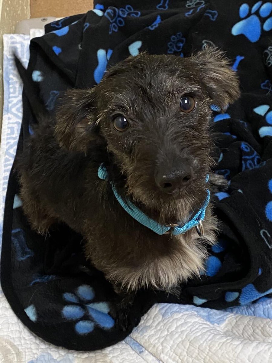 Scoobert is a social outgoing terrier mix who is a happy &amp; playful boy who likes play time in the park, social time w buddies, chilling with you.  He likes other dogs To adopt complete app at pawsct.org #dogsofpaws @PaulPiorek <a href="/NutmegClinic/">Nutmeg Spay Clinic</a> <a href="/senatorduff/">Senator Bob Duff, Majority Leader, Connecticut</a> <a href="/NorwalkHH/">Norwalk HamletHub</a>