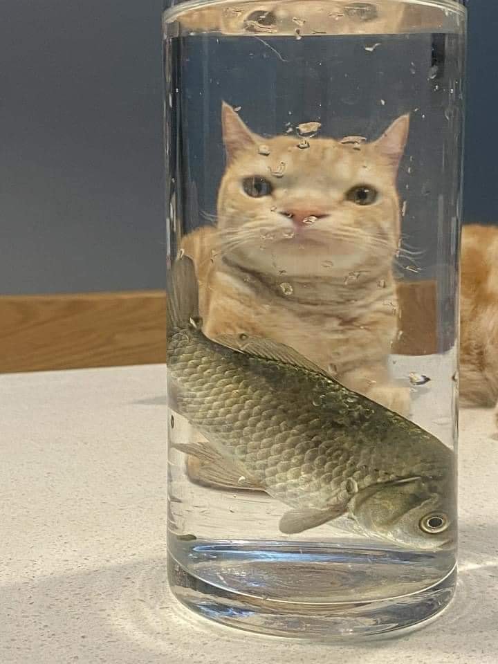 WholesomeMemes (@wholesomememe) on Twitter photo 