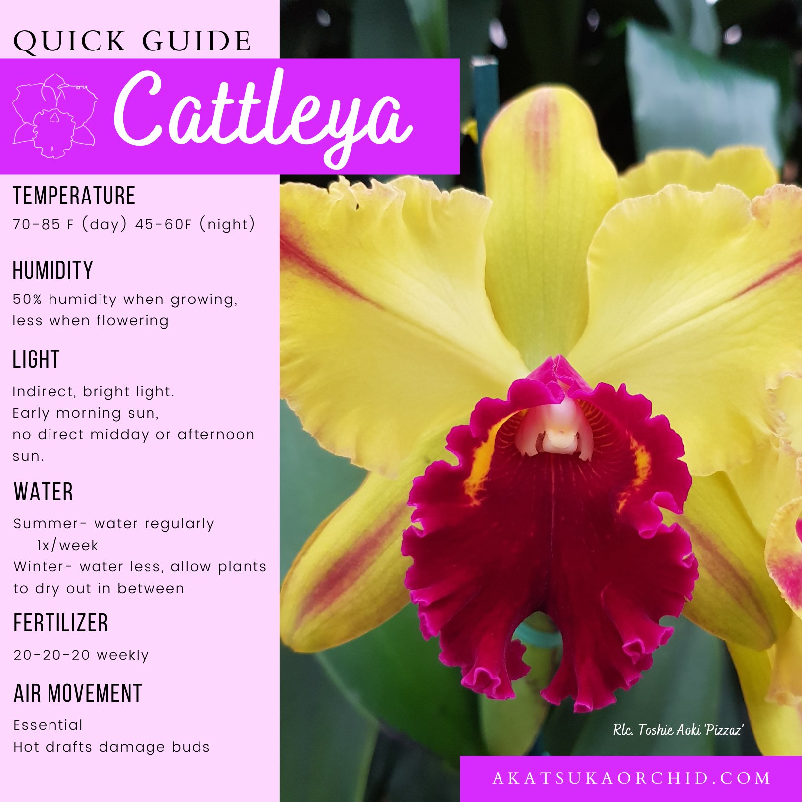 Orchids and Seasonal Movements craibas.al.gov.br