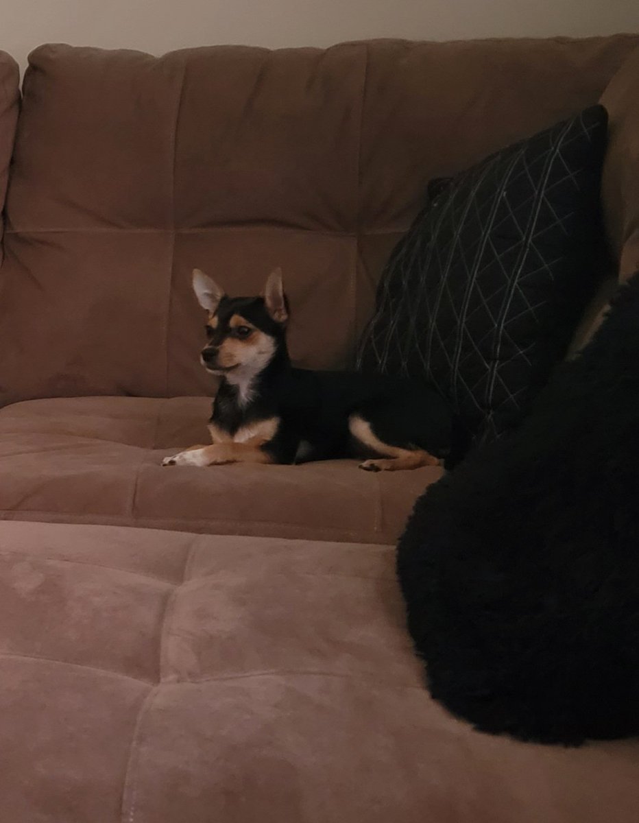 JessicaLynneCor's tweet photo. Watching his favorite show @BachParadise @abc 
#BachelorInParadise https://t.co/6qsDSpzjNx