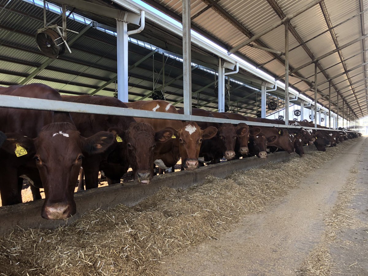 Cows enjoying the spring weather 🐮🌽🌾🥛
