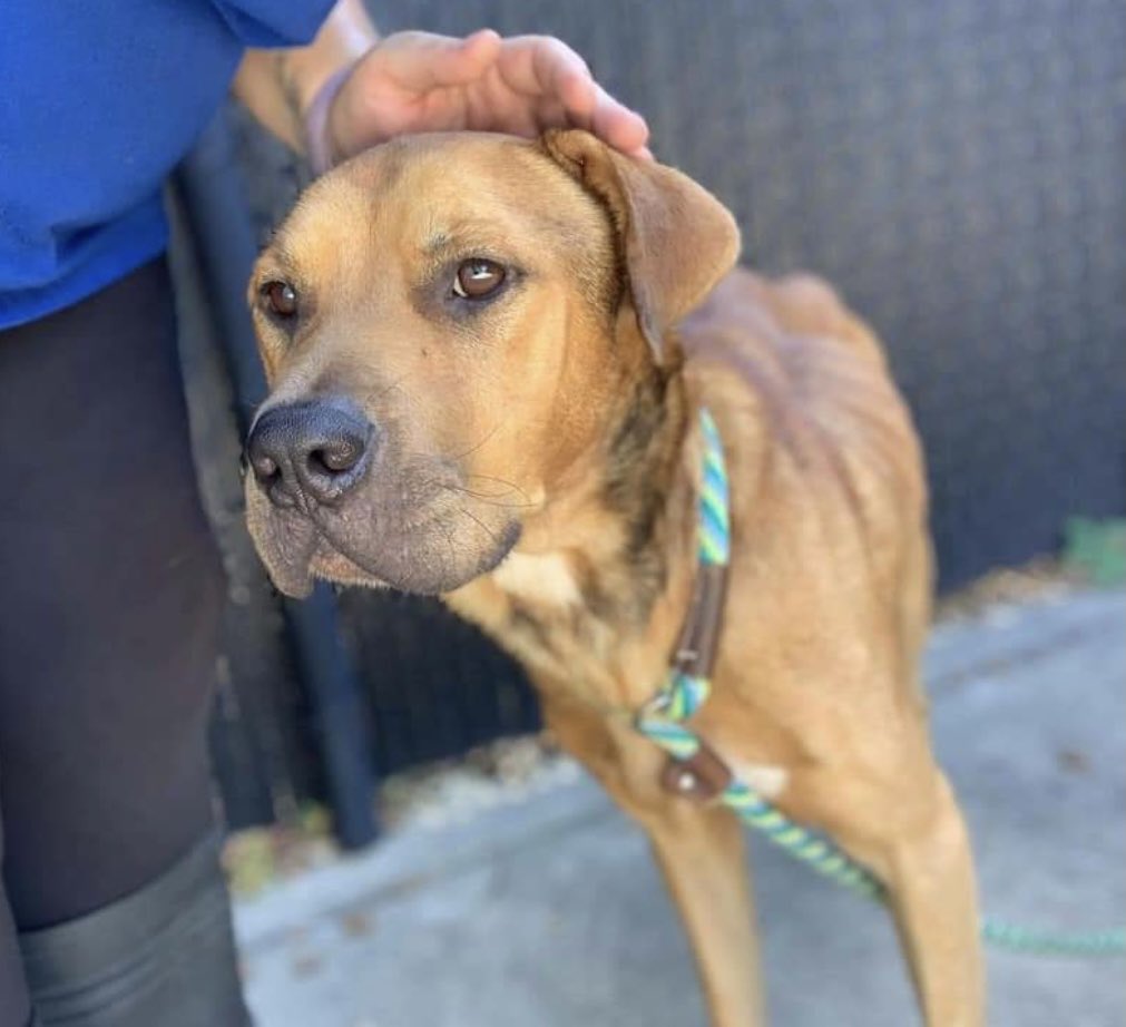 <a href="/Namastesabee/">sabee</a> @TammieHedden Thanks soo much-he is still there. He still needs a rescue poor guy🙏🏻