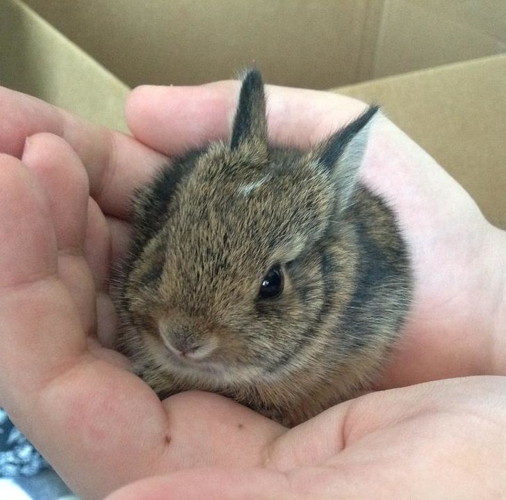 RabbitEveryHour's tweet image. 