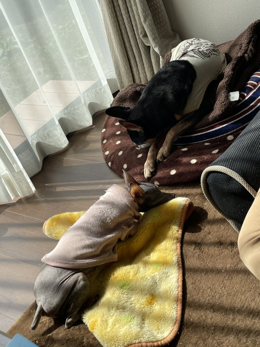 ミニピン多頭飼い