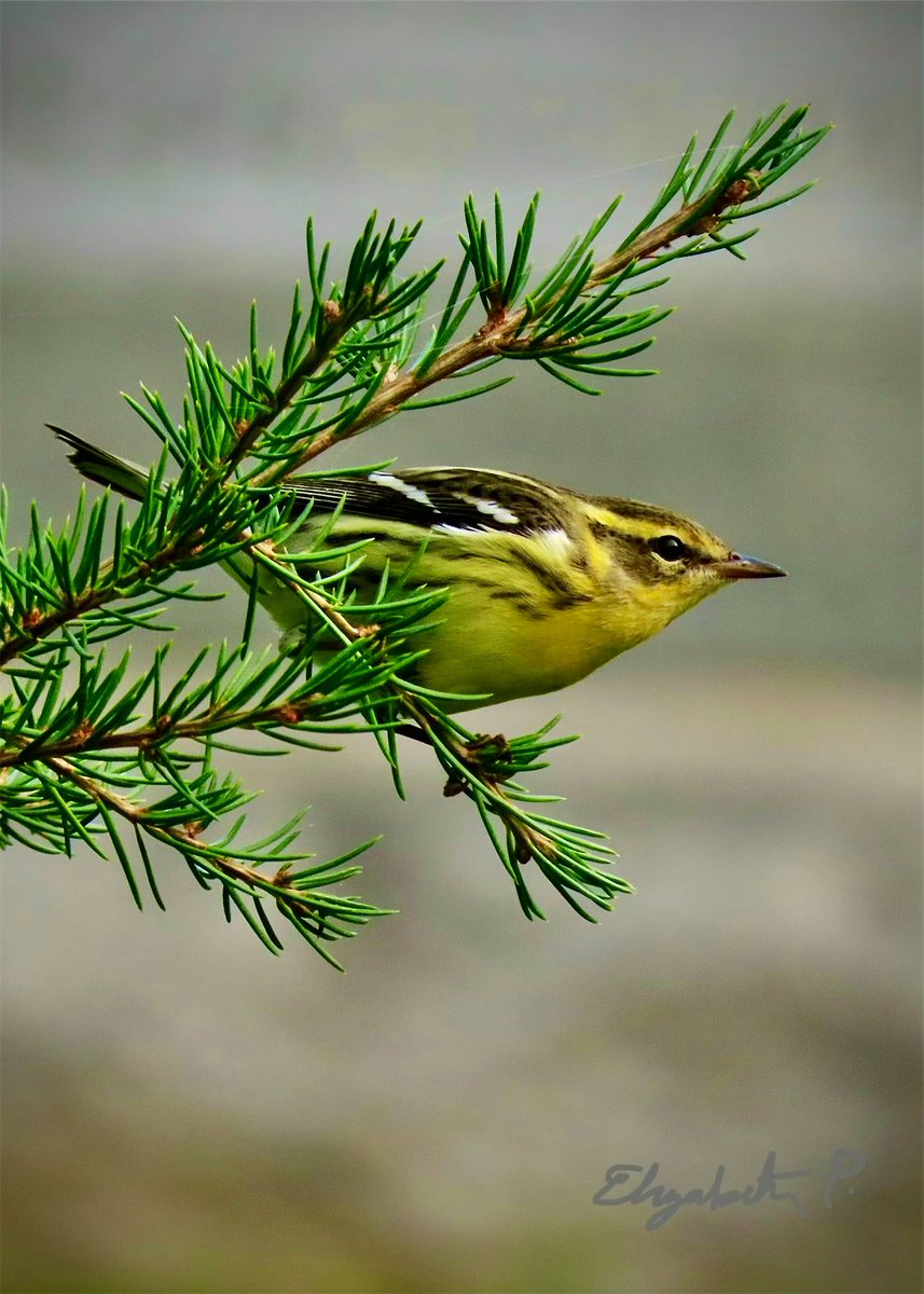 #BlackburnianWarbler @GreenWoodHF