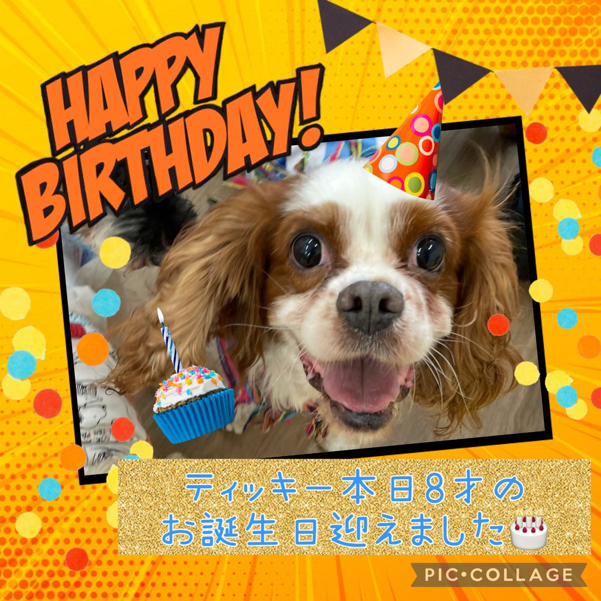 保護犬カフェ保護猫カフェ 寺田町店 大阪府大阪市 保護犬カフェ保護猫カフェ 寺田町店 大阪府大阪市