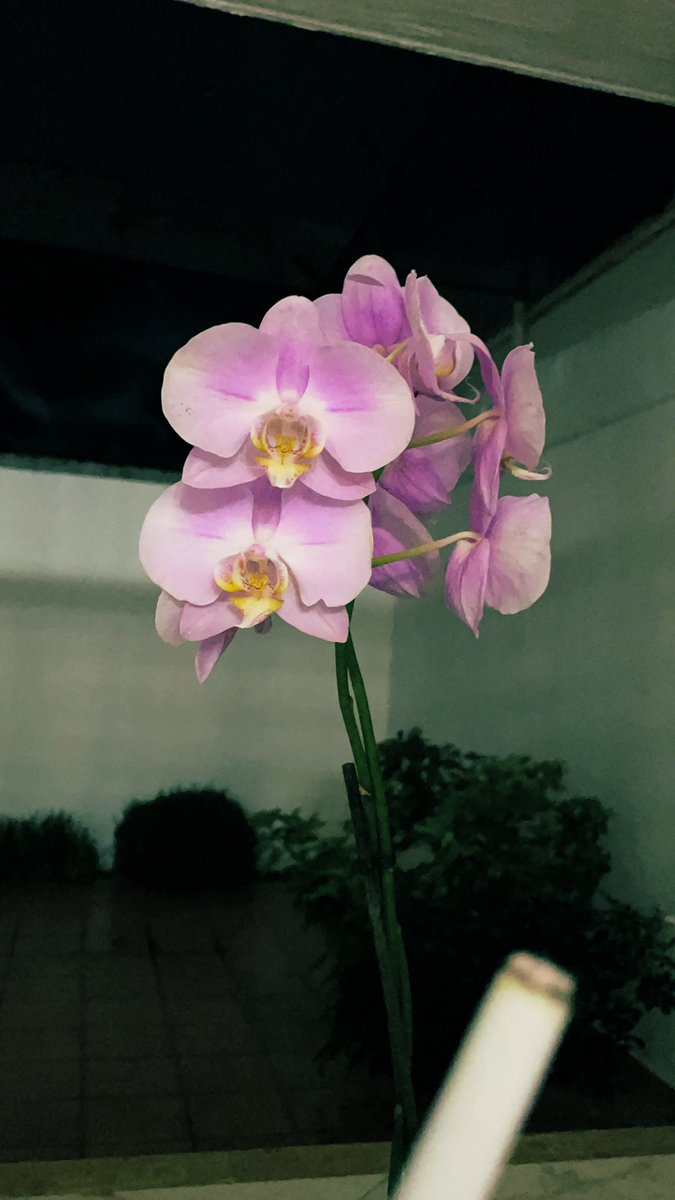 AnaLauMarin's tweet photo. Un cigarrito viendo mis flores favoritas oliendo a tierra mojada. https://t.co/jMqAGPR4H9