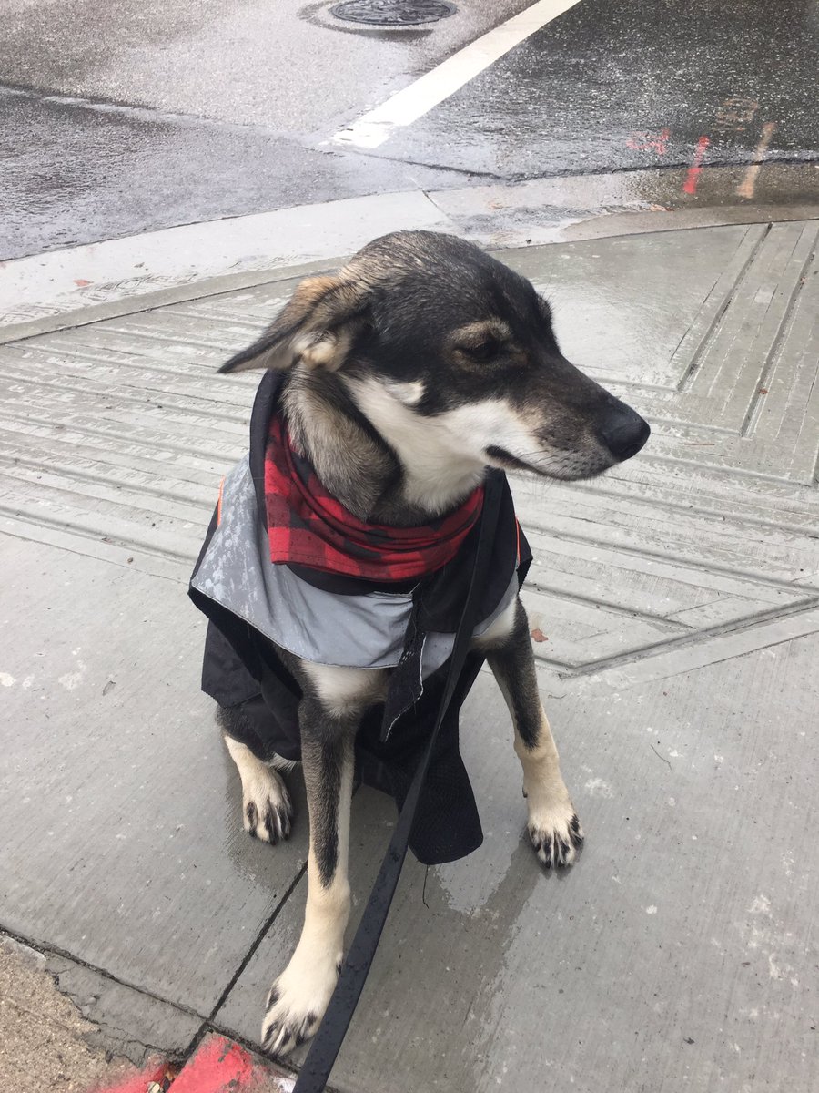 A northern girl recently moved to the big city. If you want to live in Vancouver, you’re gonna need a good rain game. ☔️🐶