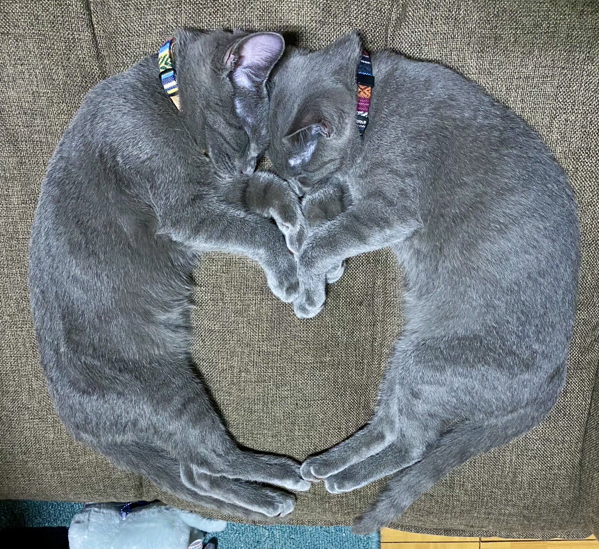 ❤️見〜つけた❣️今日は良い日になりそう💕 #猫 #保護猫 #子猫 #癒し 