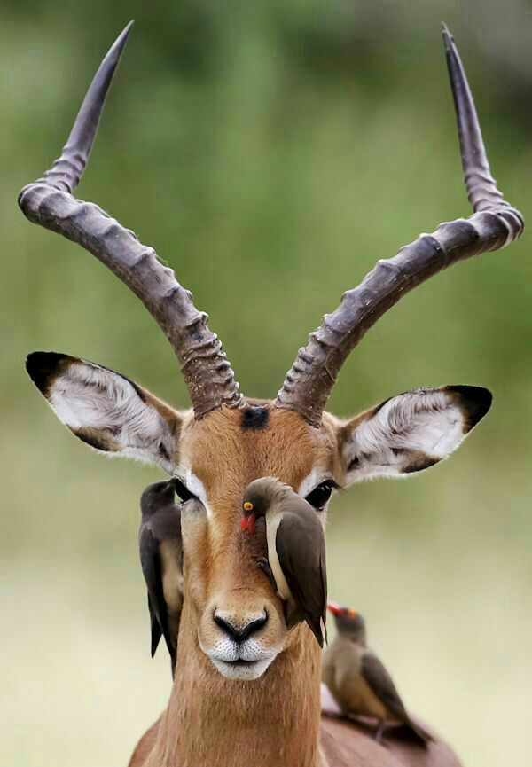 shoggy313's tweet image. Good morning...
#NaturePhotography