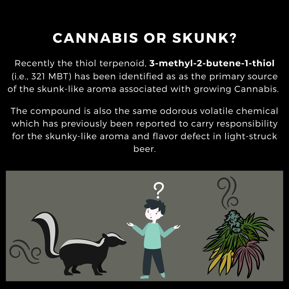 Recently the thiol terpenoid, 3-methyl-2-butene-1-thiol (i.e., 321 MBT) has been identified as as the primary source of the skunk-like aroma associated with growing Cannabis. 

- Dr. Anna Schwabe, PhD

#curiousaboutcannabis #cannabiseducation
