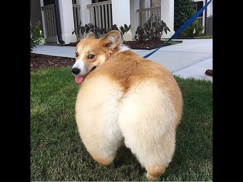EarthwormKing's tweet photo. @AlbertsStuff Ummm Little gift for your friends dog https://t.co/ZDq3kF4JRE