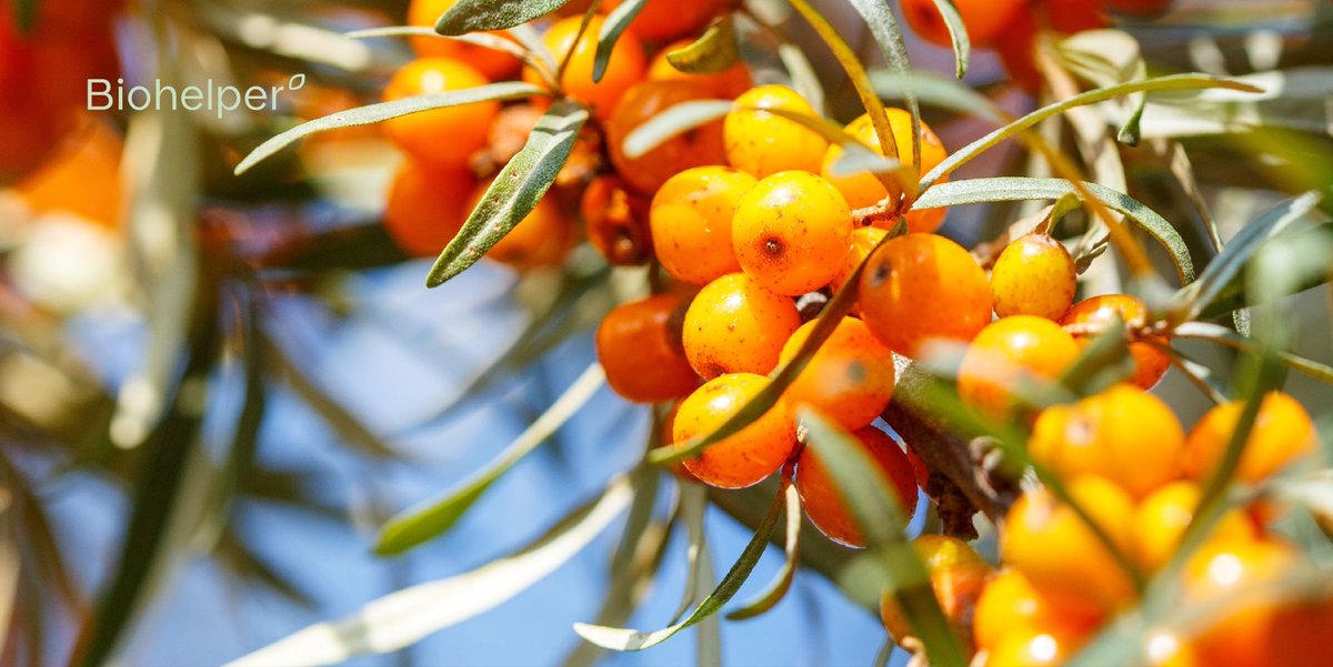 Biohelperarg's tweet photo. ¿Conocés los beneficios de la Oblepikha? Este fruto es clave para la belleza de nuestro cuerpo. Hidrata, nutre, tonifica y da elasticidad a la piel. Natura Siberica tiene una línea basada en este ingrediente. Conseguila en https://t.co/3wvhq9gRsj
#DescubriBiohelper #beauty https://t.co/RIuANyRAF0