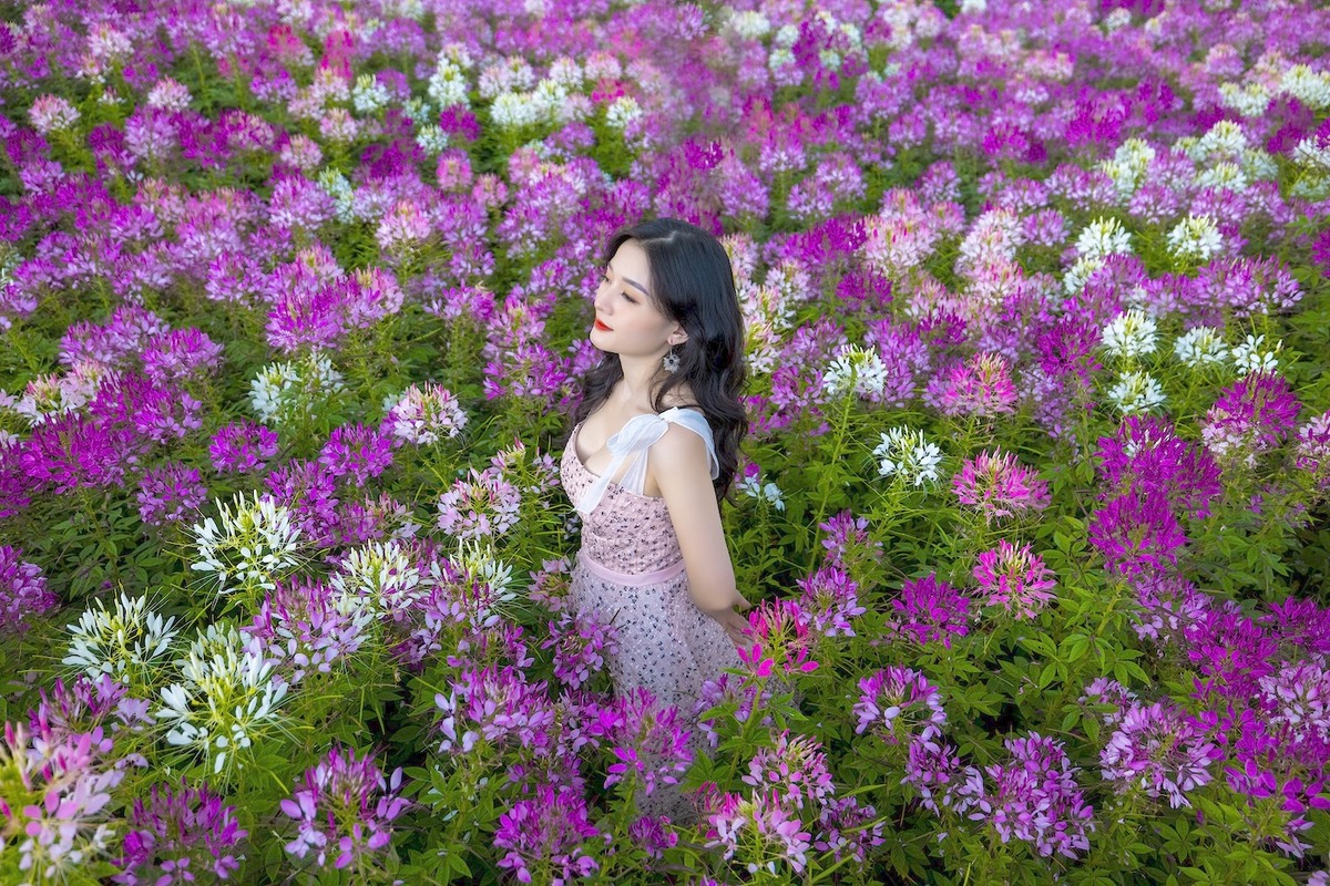vietmountains's tweet photo. In autumn, Fansipan Mountain - The indochine summit - resembles a giant flower garden of Sa Pa with a rose valley, yellow chrysanthemum garden, bright red firecrackers covering the hillsides. 
https://t.co/cQ4p8Jjsga
#fansipan #hiking #trekking #nature #naturephotography https://t.co/BwE3iCeohk
