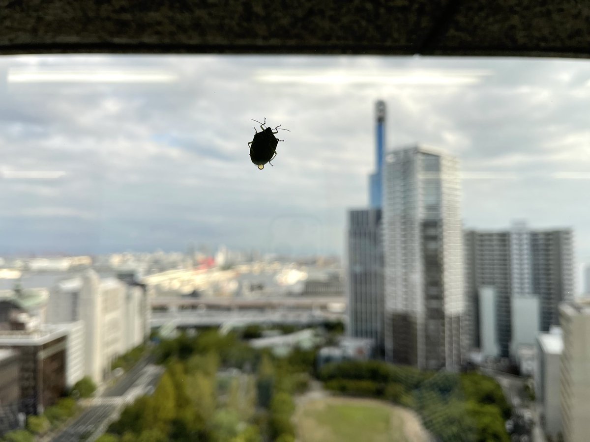 kobekoho's tweet photo. 市役所の高層階から外に目をやると、窓ガラスでカメムシさんが休憩中🐢

神戸の景色を眺めるためにこんな高層まで…次からは24階の展望フロアを使ってくださいね。 https://t.co/iTTI5b3C4N
