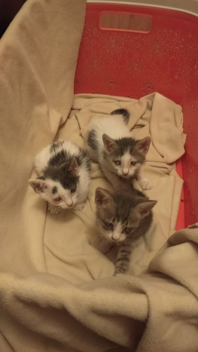 İSTANBUL - KARTAL / GÖRME ENGELLI 3 YAVRU KEDIMIZE ÖMÜRLÜK YUVALAR ARIYORUZ ...

0543 773 0114 

2 aylik civarinda 3 yavru kedi 2 si erkek biri disi 

#engellilereöncelik #cat #kedi #kedisahiplen #yuva #satınalmasahiplen