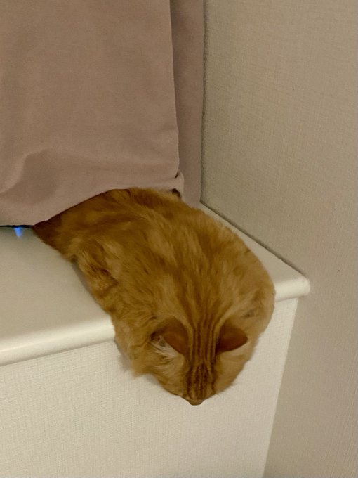 おっ ダリの猫 垂直にとろける猫がまるでダリの絵画のようで やはり猫は液体 とけてる の声集まる ねとらぼ