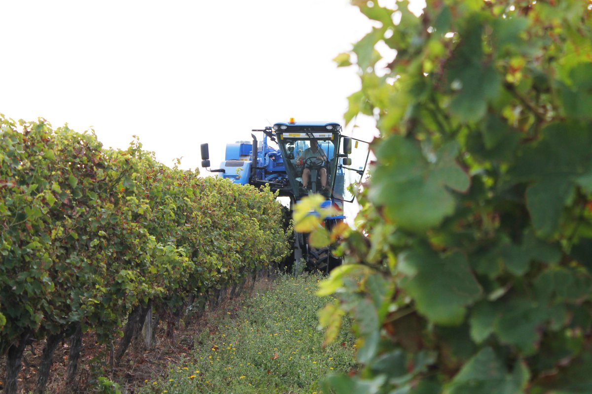 [📣Lancement des vendanges 2021 !]

Les #vendanges2021 ont débuté mardi matin avec les #sauvignons au #domaine. Un #cépage qui nous en fait voir de toutes les couleurs, mais la #météo est avec nous, c'est le plus important !

Bonnes vendanges à tous ! 🍇