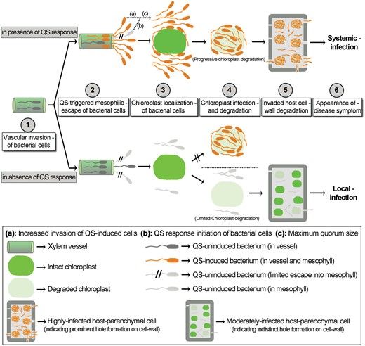 JXBot's tweet image. #Bacterial quorum sensing response enables the vascular #phytopathogen #Xanthomonas campestris to escape host vasculature &amp;amp; progressively invade and localize #parenchymal #chloroplasts, this in turn triggers host chlorophagy &amp;amp; systemic infection bit.ly/3xhXxEL