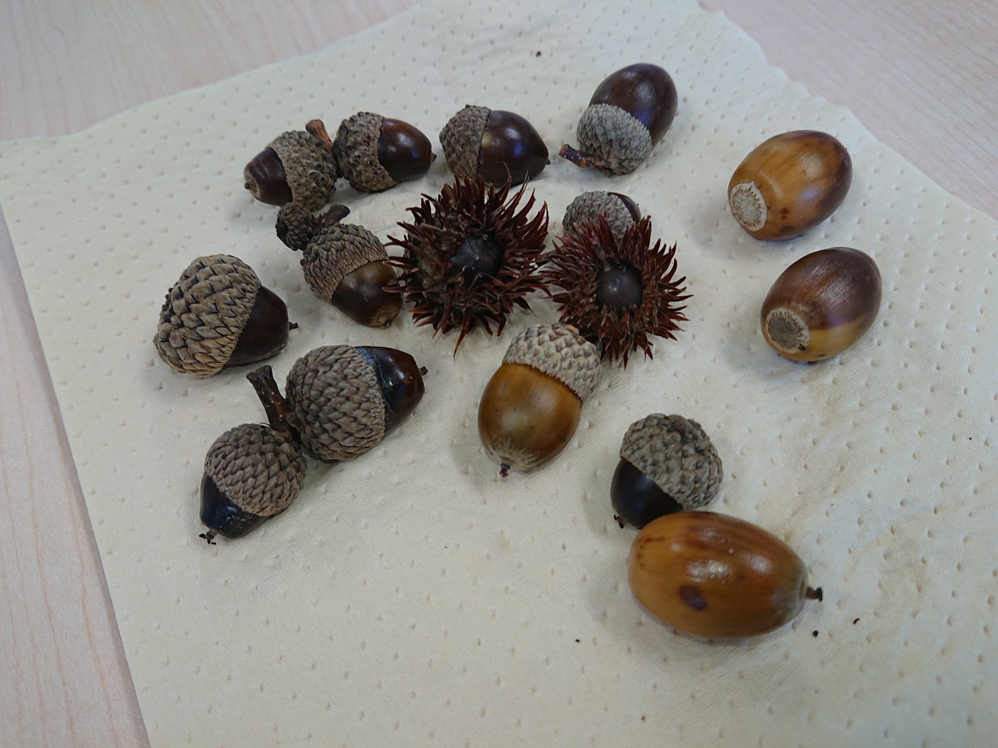 旭川医大寄生虫学講座 北海道でドングリ遊びをする際には 煮沸して乾燥させてからがよいでしょう ゾウムシの幼虫にはかわいそうですが エキノコックスから身を守るためです T Co P1ezaaykh2 Twitter