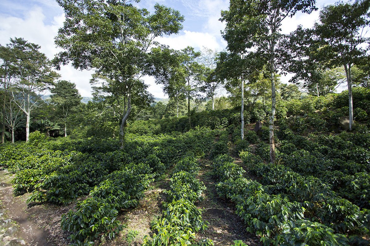 📰 As #climatechange continues to affect global agricultural systems, it is imperative that coffee producers and consumers alike progress towards #sustainable solutions.
 bit.ly/37ubaGj
