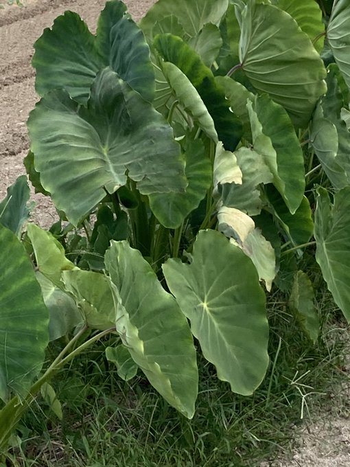 里芋の葉のtwitterイラスト検索結果