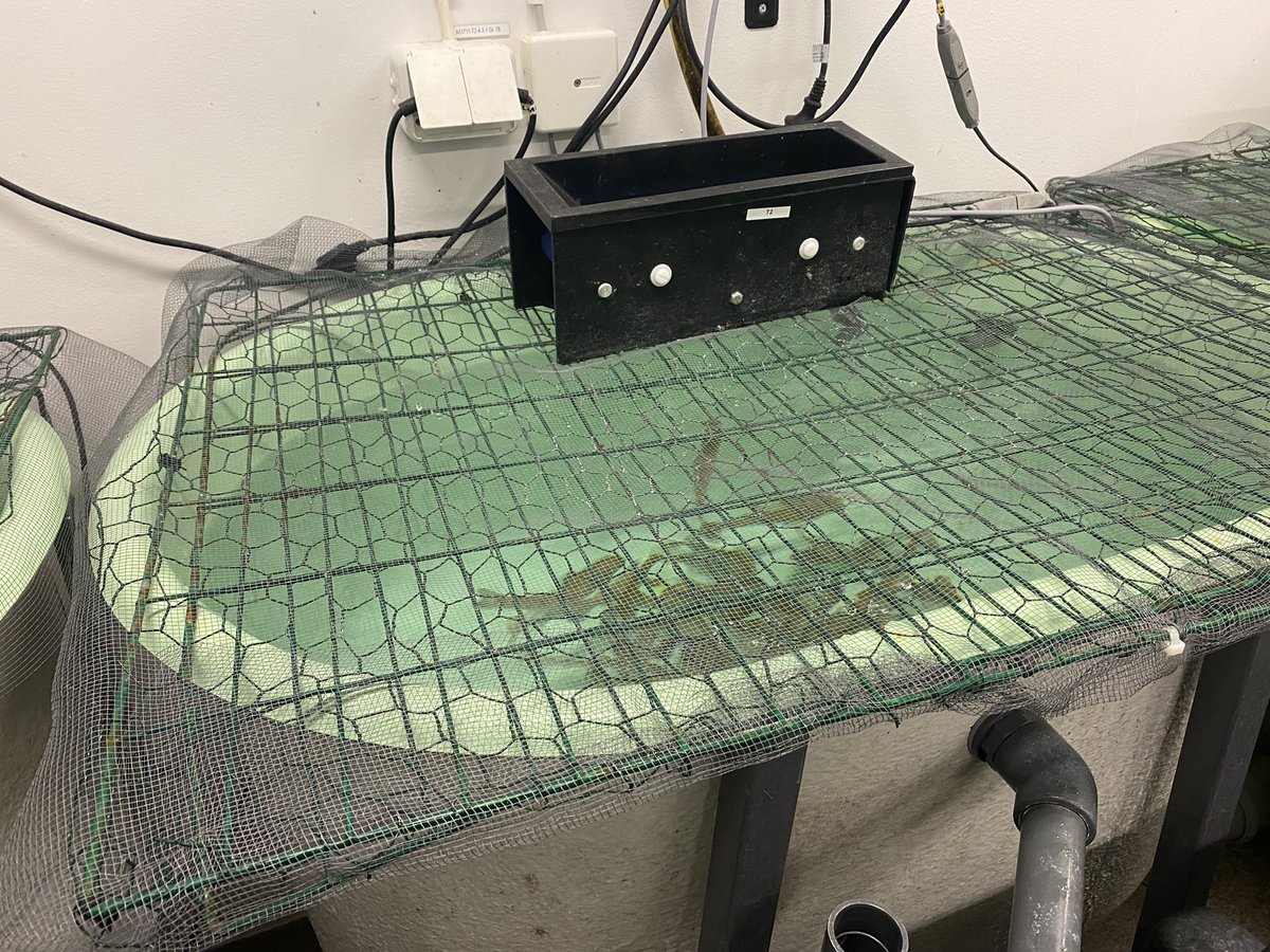 Feeding fish with yeast cells grown on hydrolysate from AD of food waste <a href="/FormasForsk/">Formas, ett forskningsråd för hållbar utveckling.</a>#Waste2Fish (slu.se/en/departments…). Fascinating how microbes can be put to work and assist in our strive to reach a more sustainable society. So fun and interesting to be a microbiologist!