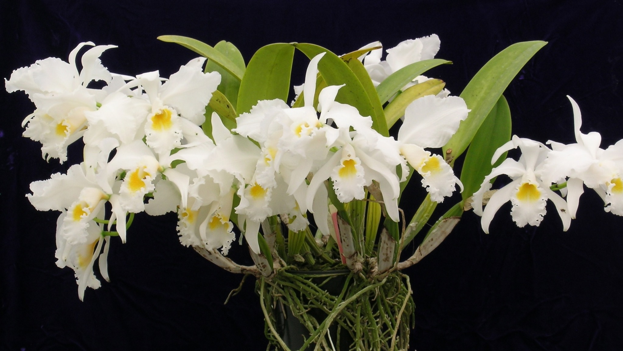 Hilo Orchid Society on Twitter: 