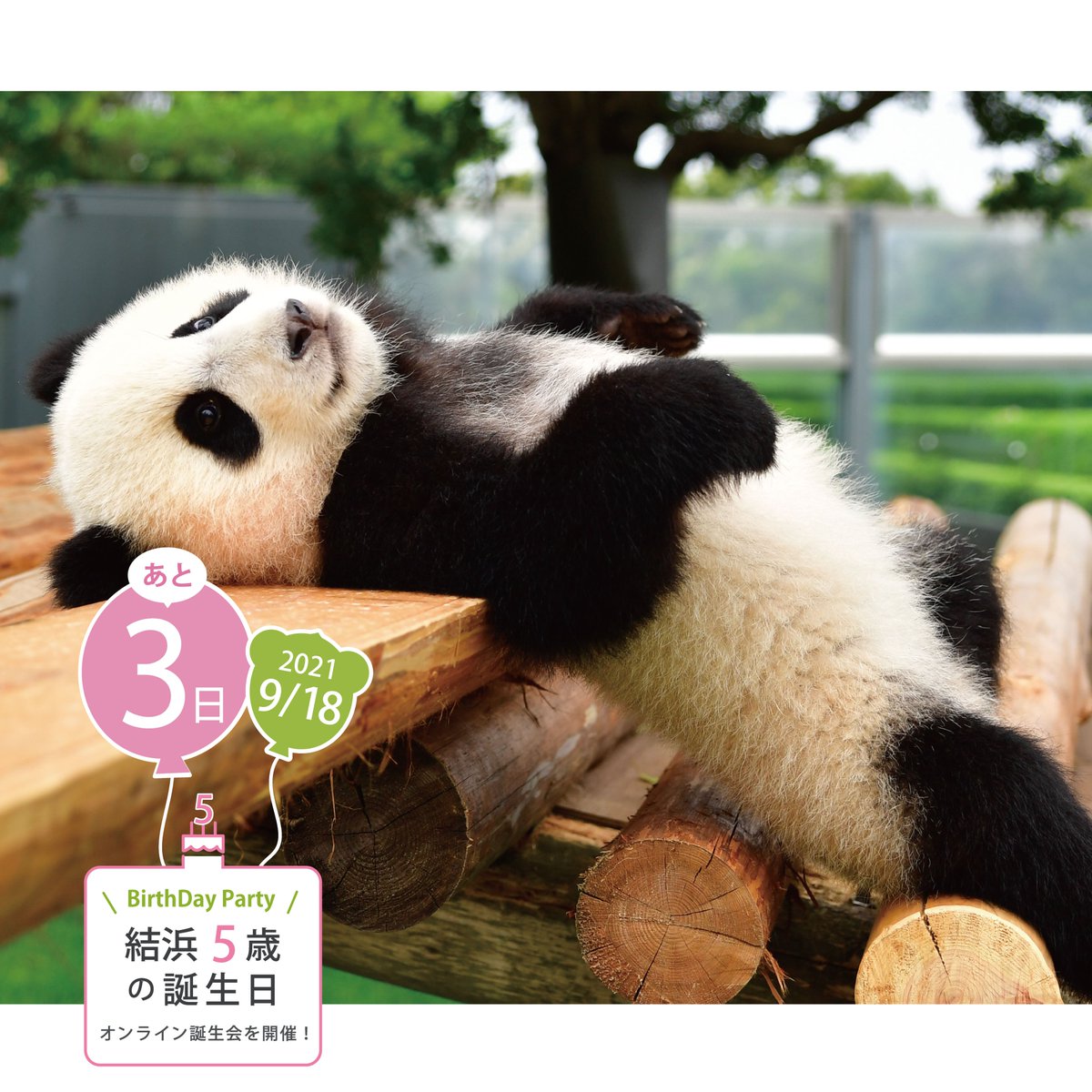 ブラウン系印象のデザイン 結浜 誕生日記念 パンダぬいぐるみ アドベンチャーワールド ぬいぐるみ おもちゃ ホビー グッズブラウン系 13 299 Www Dawajen Bh