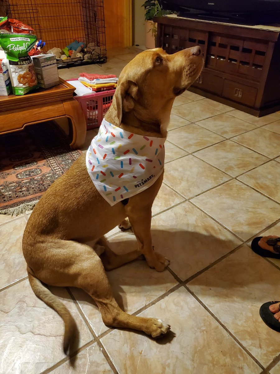 chicklet_li's tweet photo. I did well in school today #koolit #Dog #bandana #dogsoftwitter https://t.co/8rYXoFSRB2