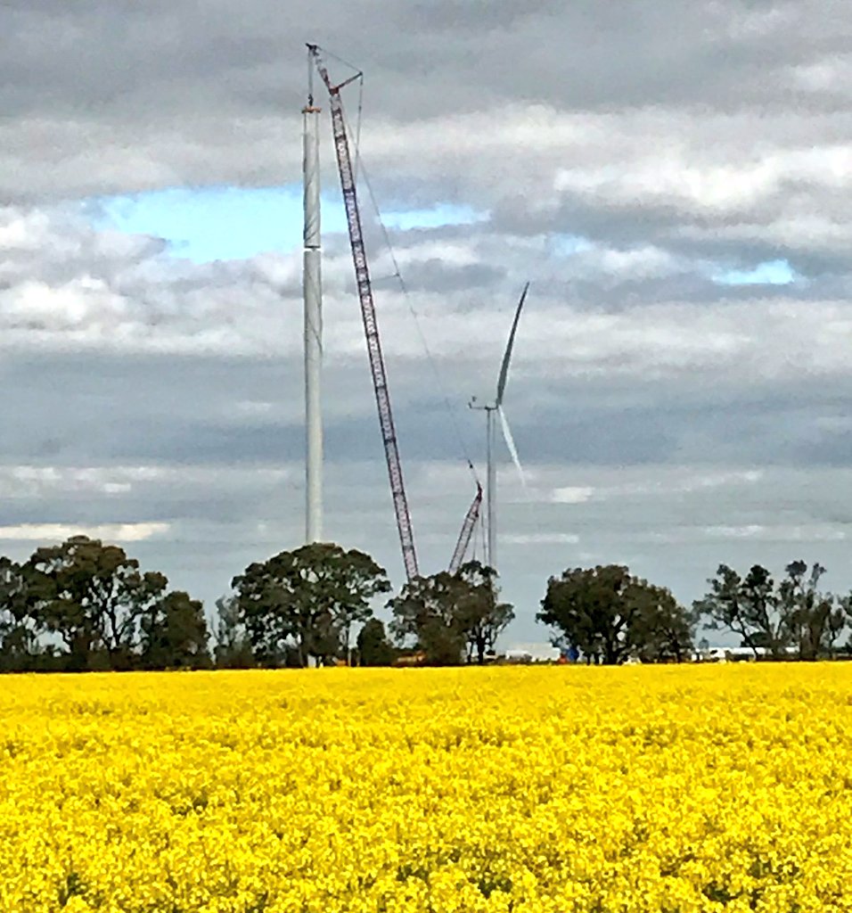 It's all go go go at the Murra Warra Wind Farm today. Classic action shot of a tower piece being lifted into place!
<a href="/YellowGrain/">Yellow Grain</a> #renewables #canola  <a href="/theGRDC/">GRDC</a> <a href="/VFFGrains/">VFFGrains</a> @NuseedAustralia