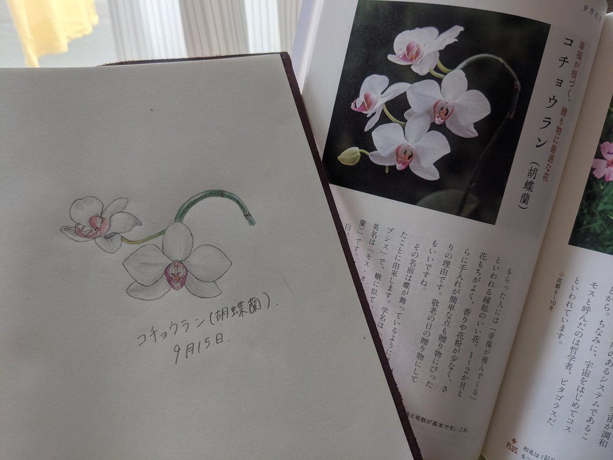 Hanamochi はなもち Hanamochi Art Twitter