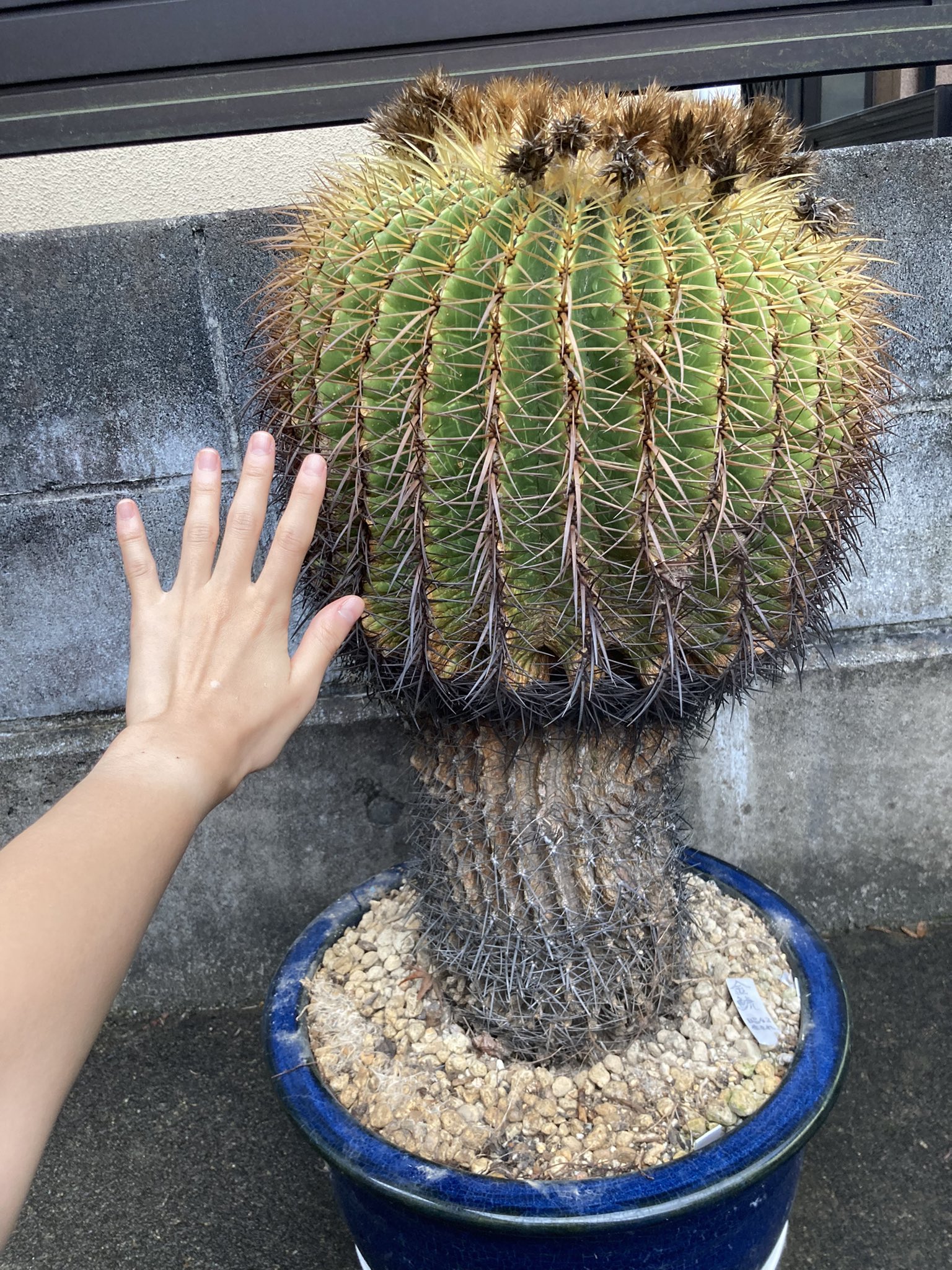 金鯱3 金鯱 サボテン 植物 #3