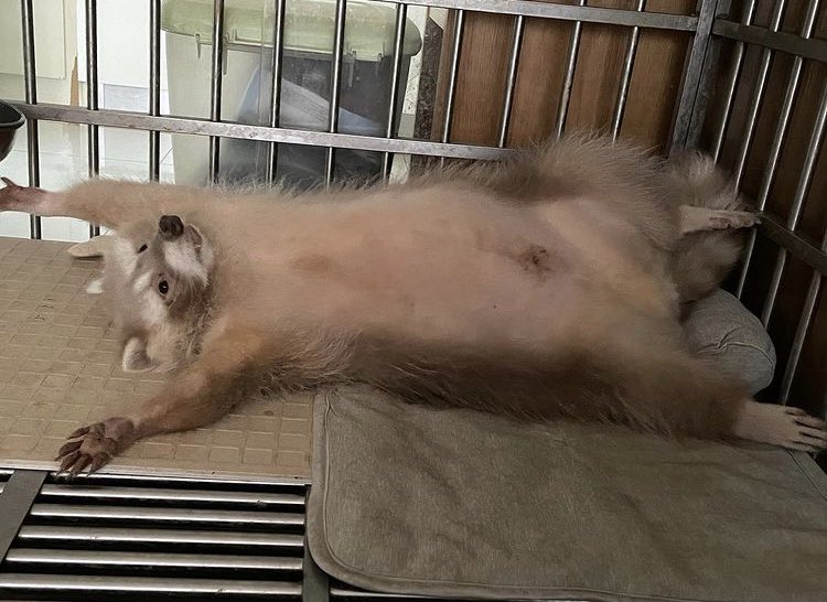 Twitter Raccoon Daily Raccoon on Twitter: