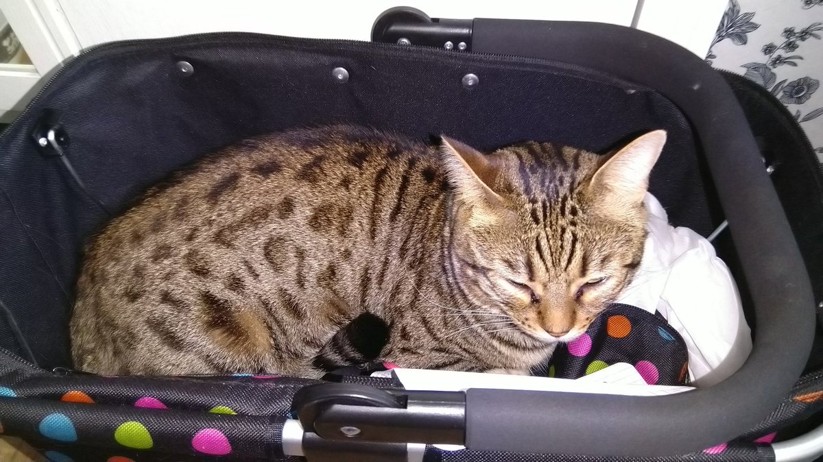 Good morning world.
Just hiding in humans basket. Will he take to his work today? Hope so. I could be with him whole day.
#cats #catember #CatsOfTwitter #teamBengal #BengalCat