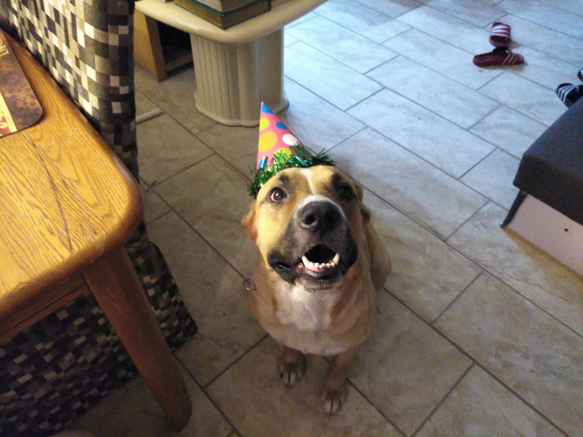jayumana_'s tweet photo. 🆘 🆘 🆘 🆘 🆘 
my dog (Ace) got out about two hours ago,
if anyone sees him in the area of rialto 
between cactus and cedar pls lmk!!!🥺 https://t.co/LJ2qDCltys