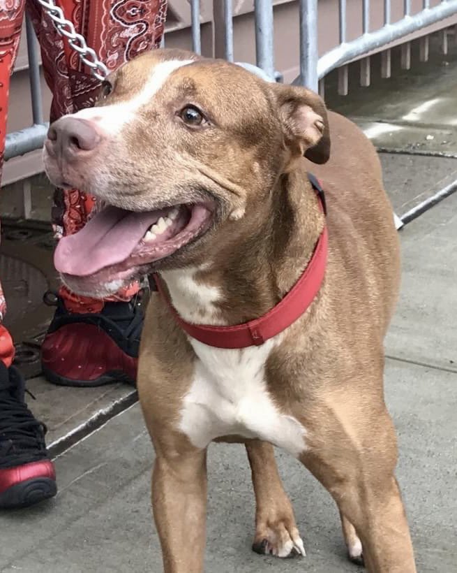 KeithOlbermann's tweet photo. THE NEW BABY ARRIVED 10 DAYS AGO, SO BLAZE #114483 WAS DUMPED AT THE POUND AND DIES TOMORROW. Instead of working with him to absorb the change his “humans” abandoned him like trash. Save him: pledges via @TomJumboGrumbo for Rescue and PLEASE RT BLAZE! https://t.co/zXAjOhYPvQ https://t.co/JQoDRAvOAt