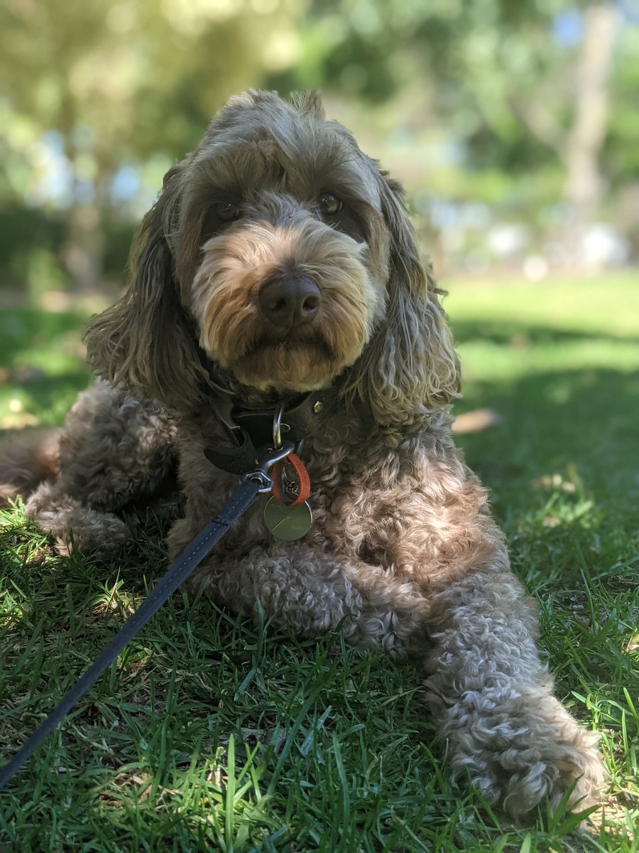 Agrimasters's tweet photo. Clara's lunchtime photoshoot. 🐶📸
Does your #workdog like to pose too?

#workingdogs #strikeapose #dogsonthefarm #dogsofaustralia #farmsmart #agriculture #ausag #farmdogsofinstagram #farmdog #farmdoglife #officedog https://t.co/oE8brBZdF0