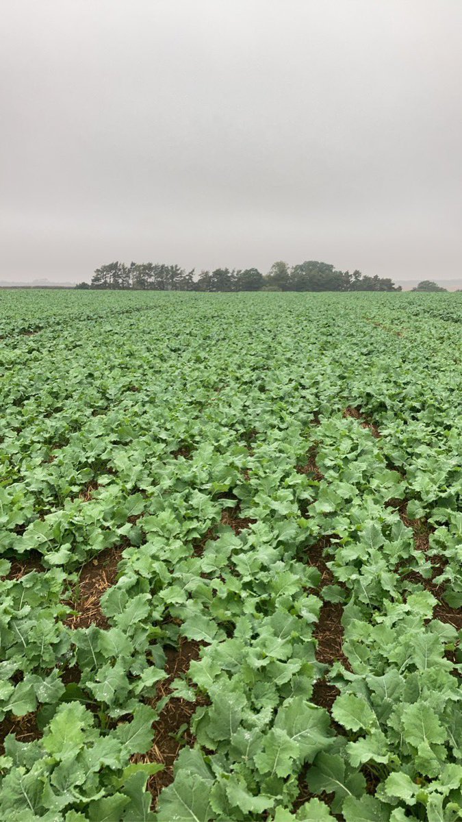 Drilled 4/8 with sumo