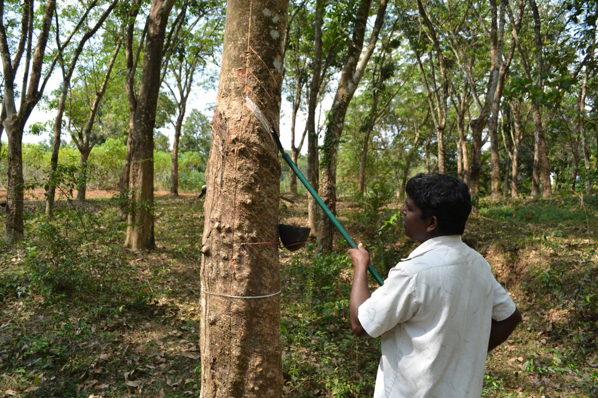 feedorgofficial's tweet image. The National Institute for Rubber Training (NIRT), under the #Rubberboard organising an online training programme in modern tapping methods. 
Spiral calendar pad 17 September 2021
For details, 
Call: 0481-2353127 or Whatsapp: 7994650941.
E-mail: training@rubberboard.org.in
#FEED