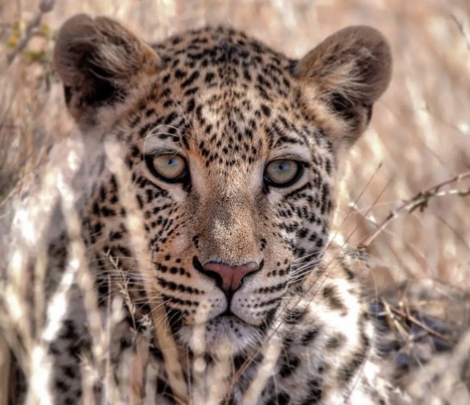 Erindi Game Reserve tweet media