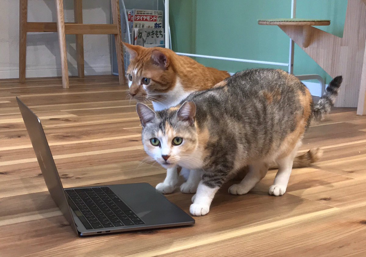 基本的にリモートワークなので、パソコンとねこはかかせない存在です☕️