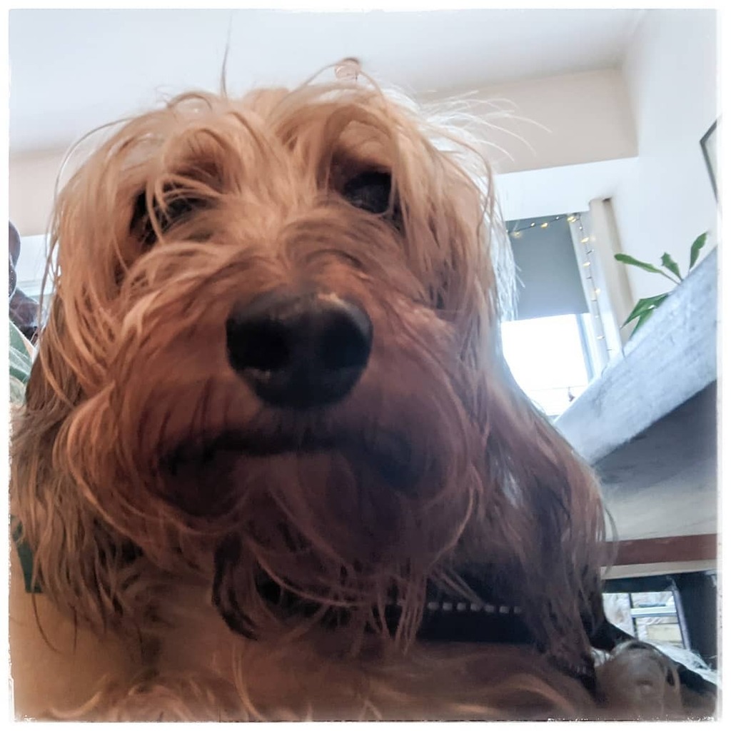western4uk's tweet image. Pet... Well I get to borrow him on a Sunday... Sora #fms_pet #sorahound #sora #miniaturedachshund #dachshundsofinstagram #wirehaired #wirehaireddachshund #doxie #sausagedog #wienerdog #fmspad #fmspad2021 #fmsphotoaday instagr.am/p/CT1MRjCsYZk/
