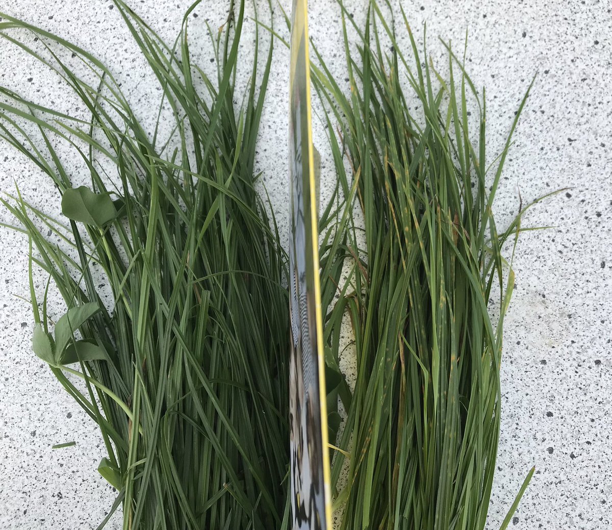 Op de gras en maisdemo van <a href="/parsgranen/">Parsgranen</a> / Poldergraan <a href="/BarenbrugNL/">BarenbrugHolland</a> <a href="/corteva/">Corteva Agriscience</a>  werd gister een veel voorkomend actueel probleem zichtbaar in het gras. #roest. Het gras links, met rode klaver, laat mooi zien wat #klaver kan. Fris groen en smakelijk gras voor #koeien