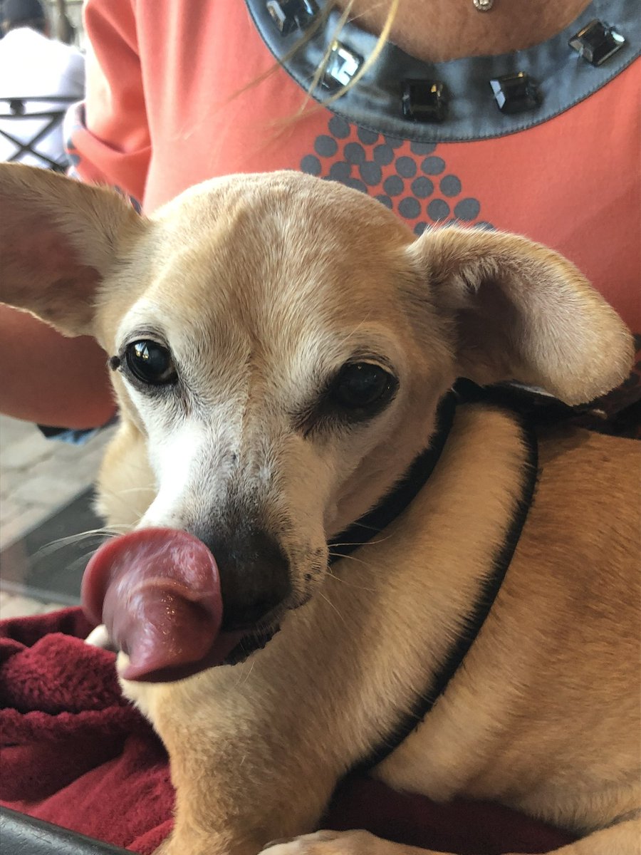 Now here’s a guy that knows what happiness is ❣️🐾🐾❣️#rescuedog #rescuepup #servicedog #homer #itsallabouyillia