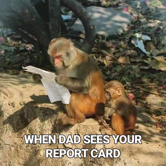 Monkey Daily tweet media
